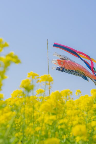 岡山 笠岡ベイファーム 菜の花特集【ポートレート撮影】【写真】【春】